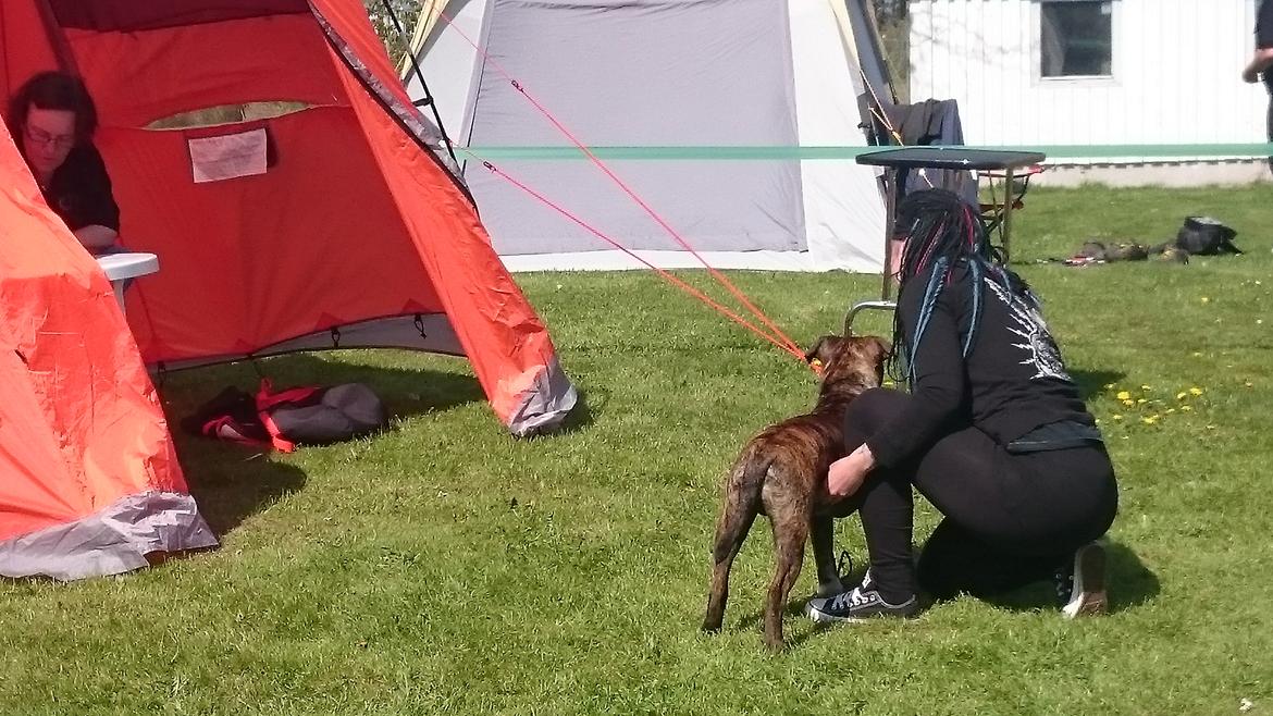 Olde english bulldogge Rod  billede 8