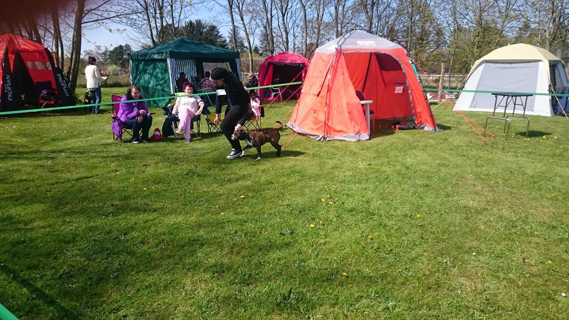 Olde english bulldogge Rod  billede 9