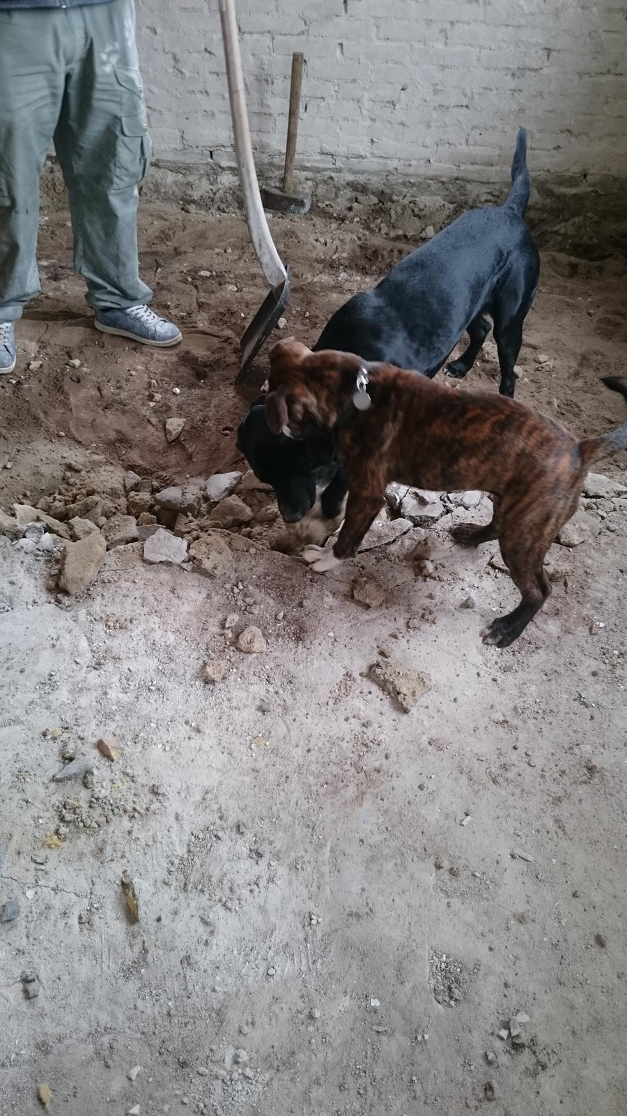 Olde english bulldogge Rod  billede 10