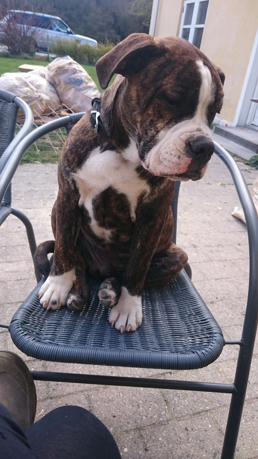 Olde english bulldogge Rod  billede 11