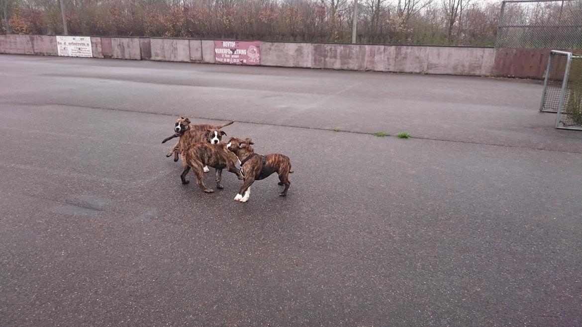 Olde english bulldogge Rod  billede 12