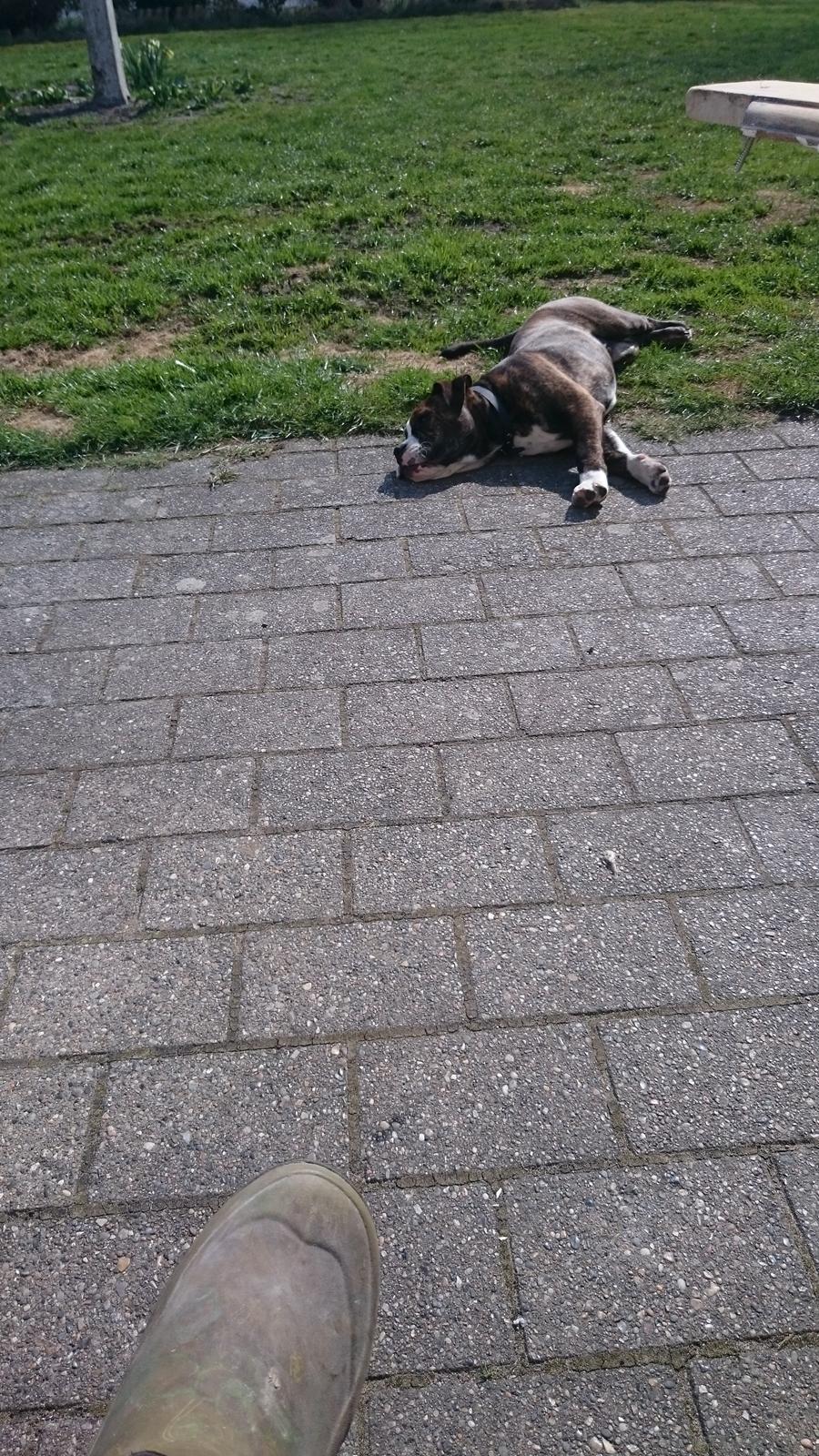 Olde english bulldogge Rod  billede 14