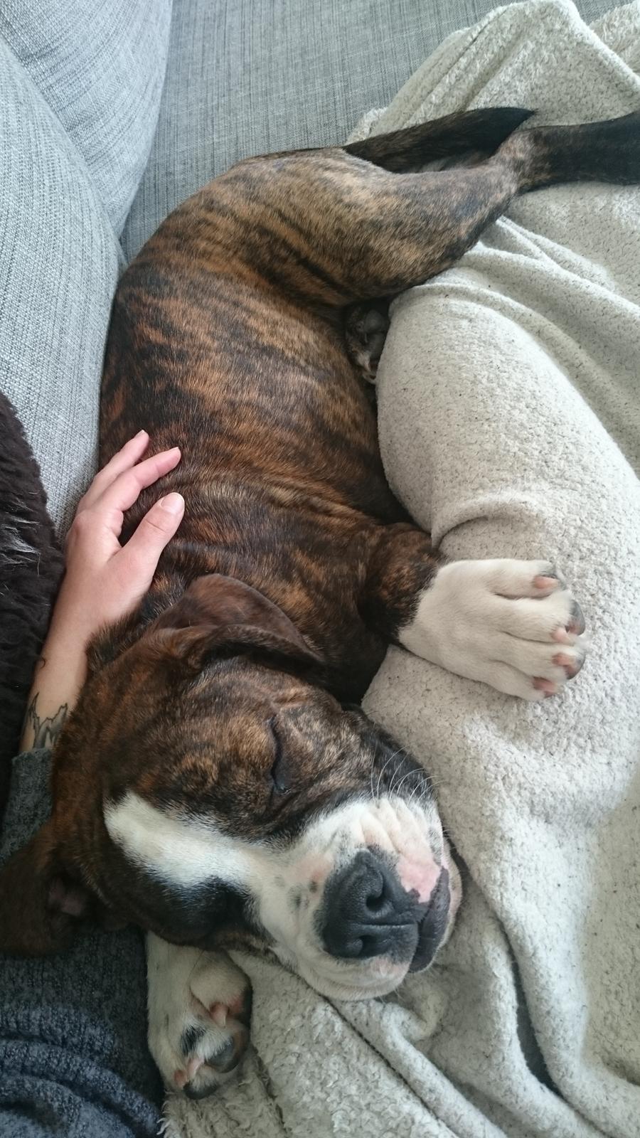 Olde english bulldogge Rod  billede 15