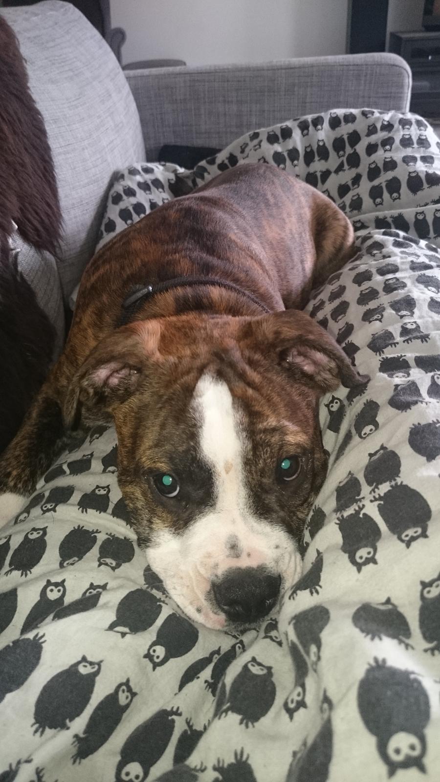 Olde english bulldogge Rod  billede 16