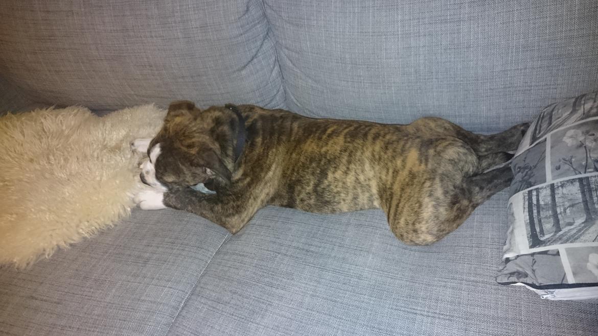 Olde english bulldogge Rod  billede 17