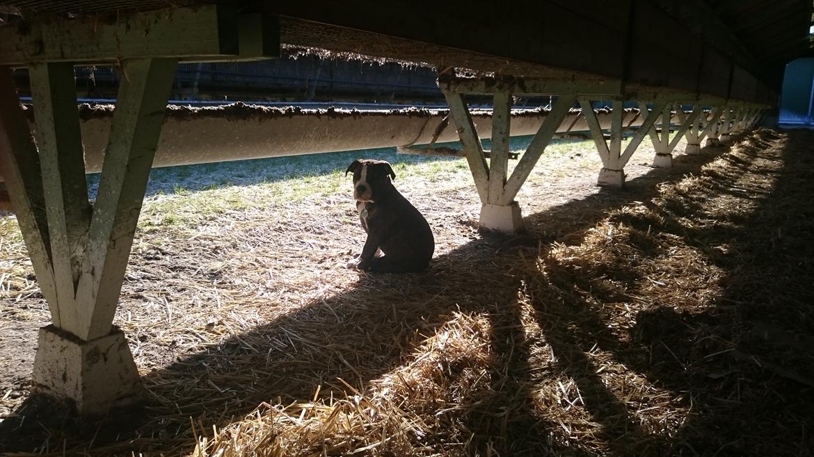 Olde english bulldogge Rod  billede 18