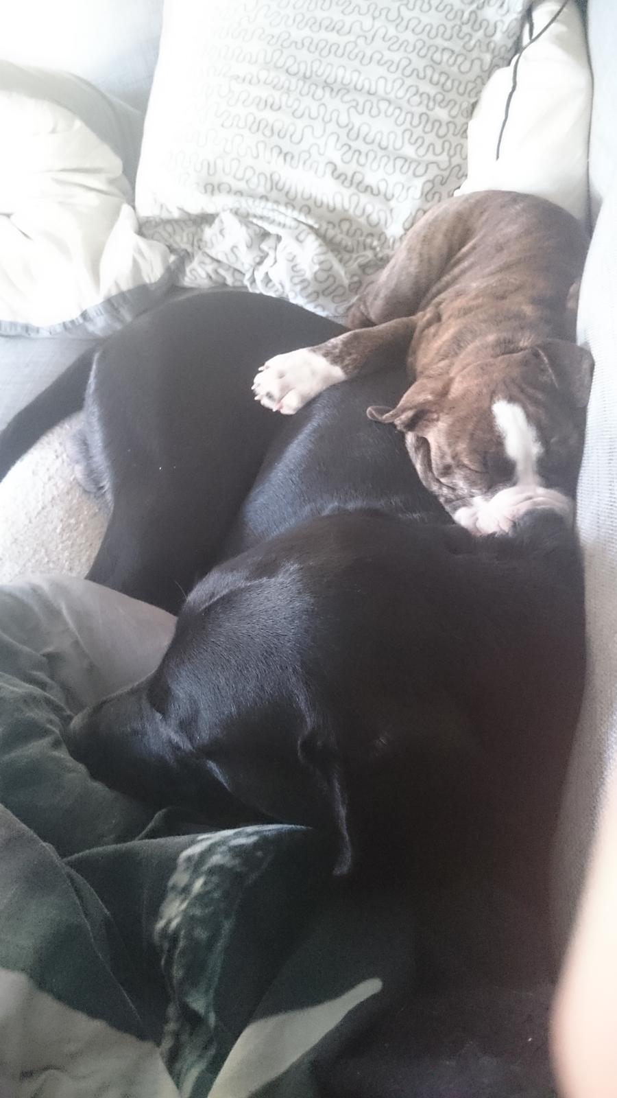 Olde english bulldogge Rod  billede 19