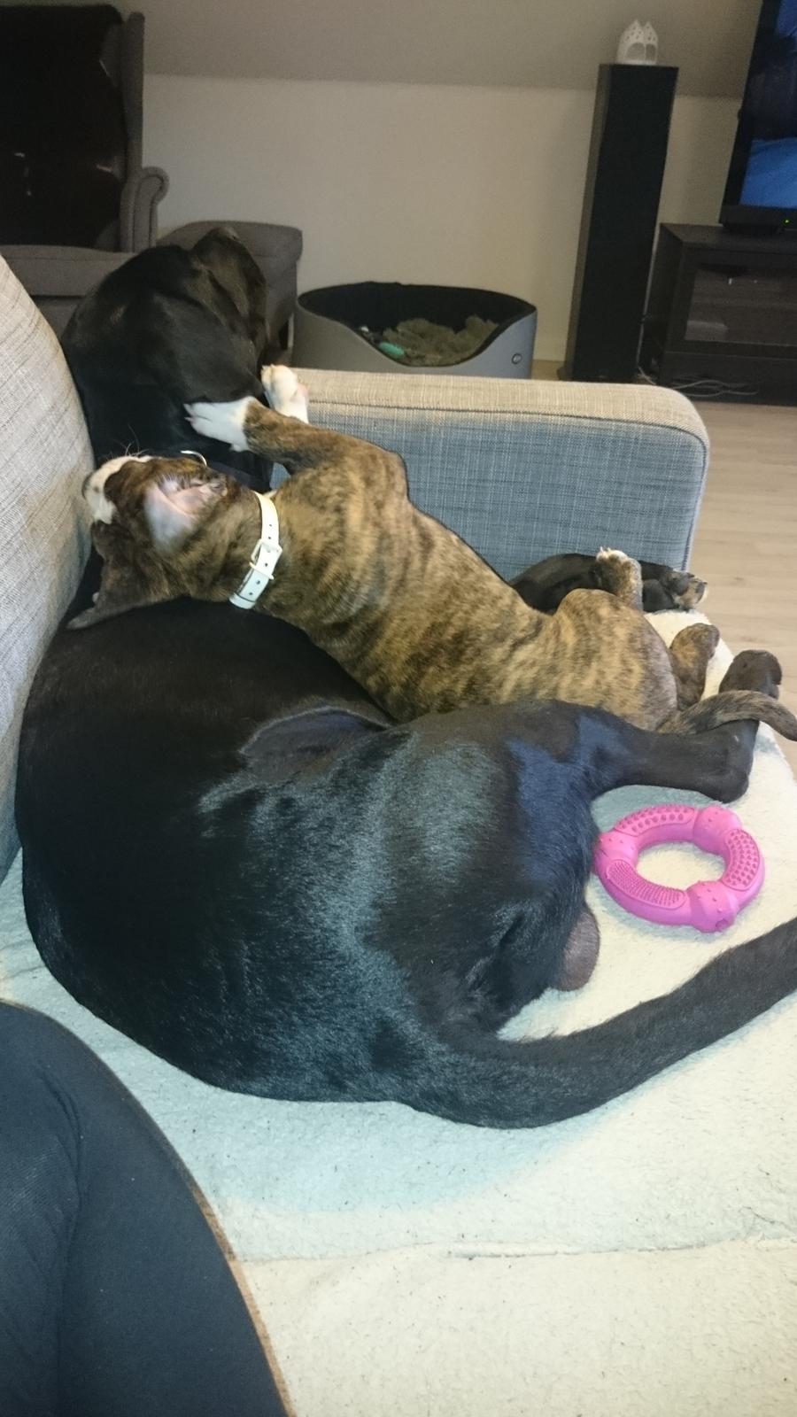 Olde english bulldogge Rod  billede 20