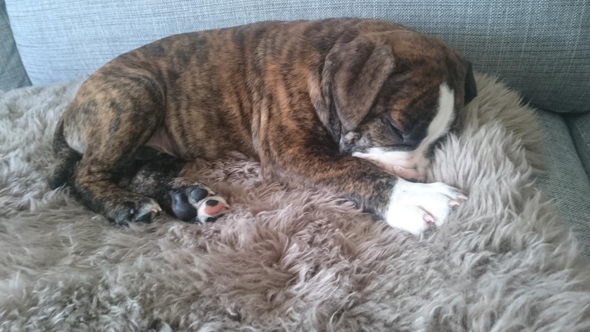 Olde english bulldogge Rod  billede 22