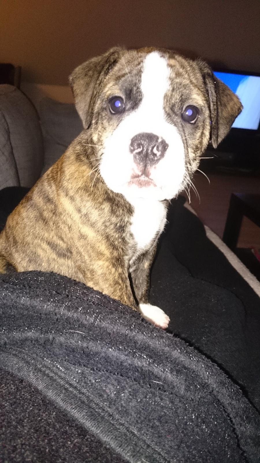 Olde english bulldogge Rod  billede 23