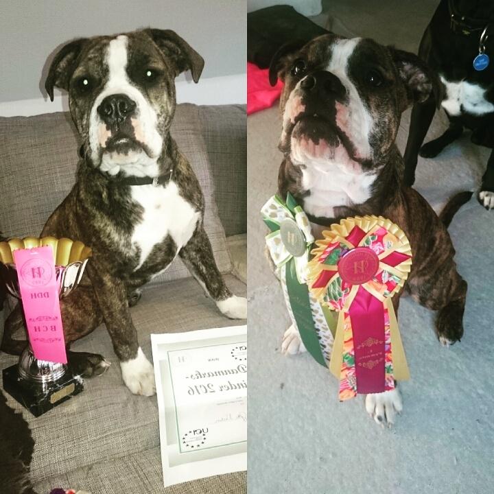 Olde english bulldogge Rod  billede 24