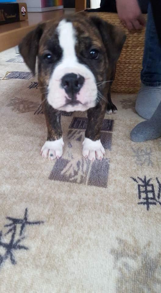 Olde english bulldogge Rod  billede 25