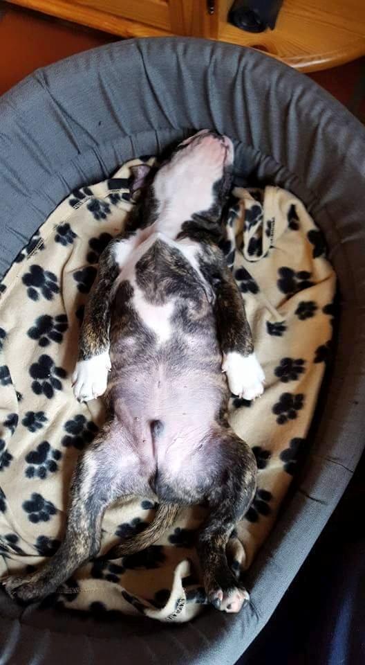 Olde english bulldogge Rod  billede 26