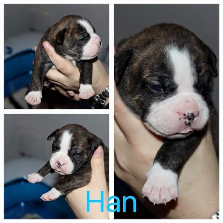 Olde english bulldogge Rod  billede 27