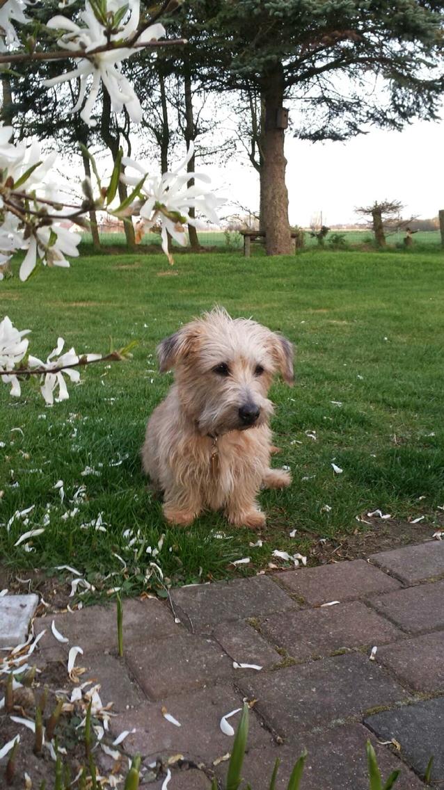 Irish Glen of Imaal Terrier Aiofe (Aifi) billede 21