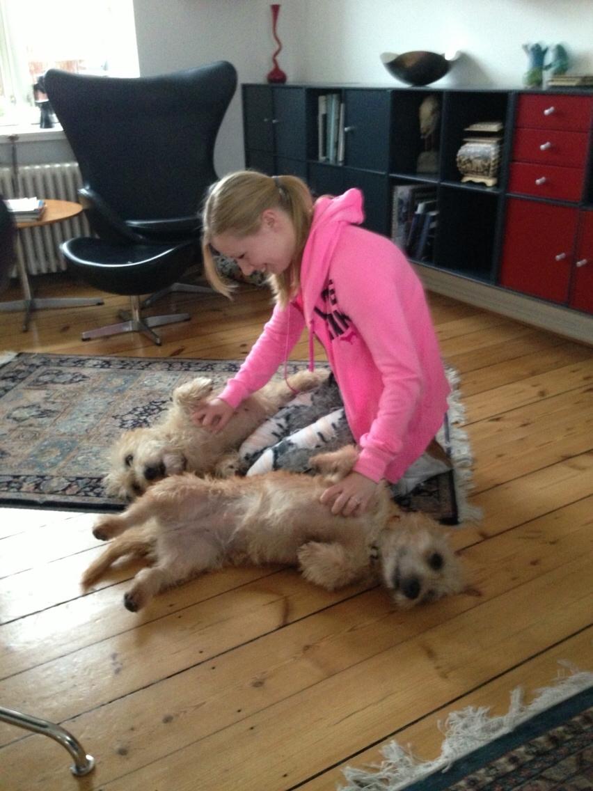 Irish Glen of Imaal Terrier Aiofe (Aifi) billede 26