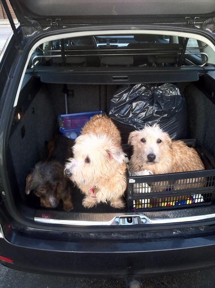 Irish Glen of Imaal Terrier Aiofe (Aifi) billede 24