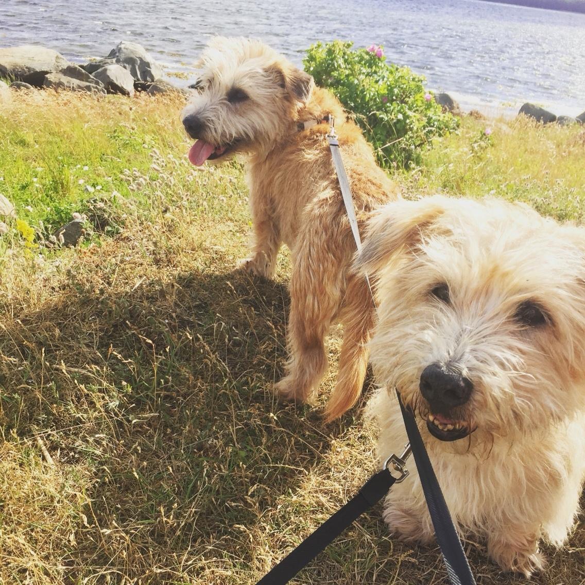 Irish Glen of Imaal Terrier Aiofe (Aifi) billede 22