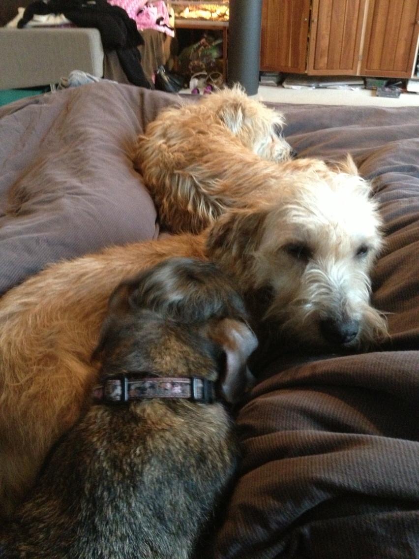 Irish Glen of Imaal Terrier Aiofe (Aifi) billede 23