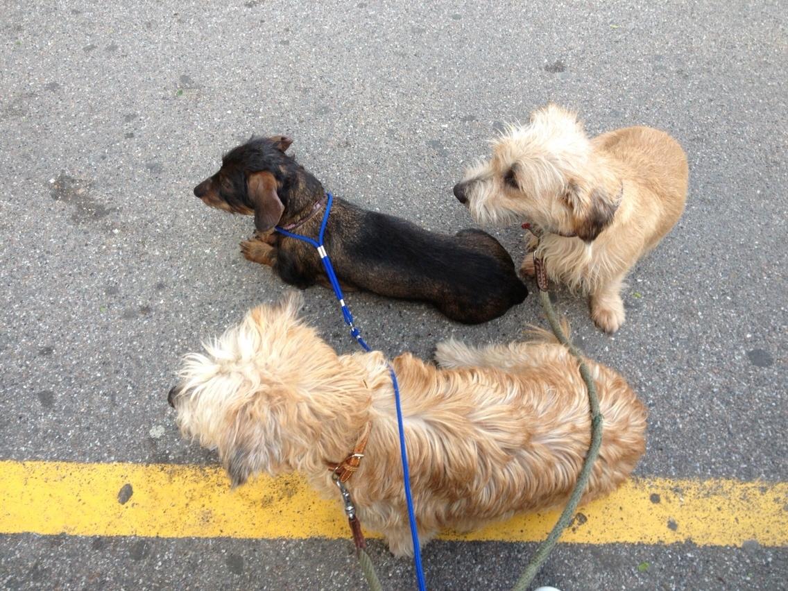 Irish Glen of Imaal Terrier Aiofe (Aifi) billede 28