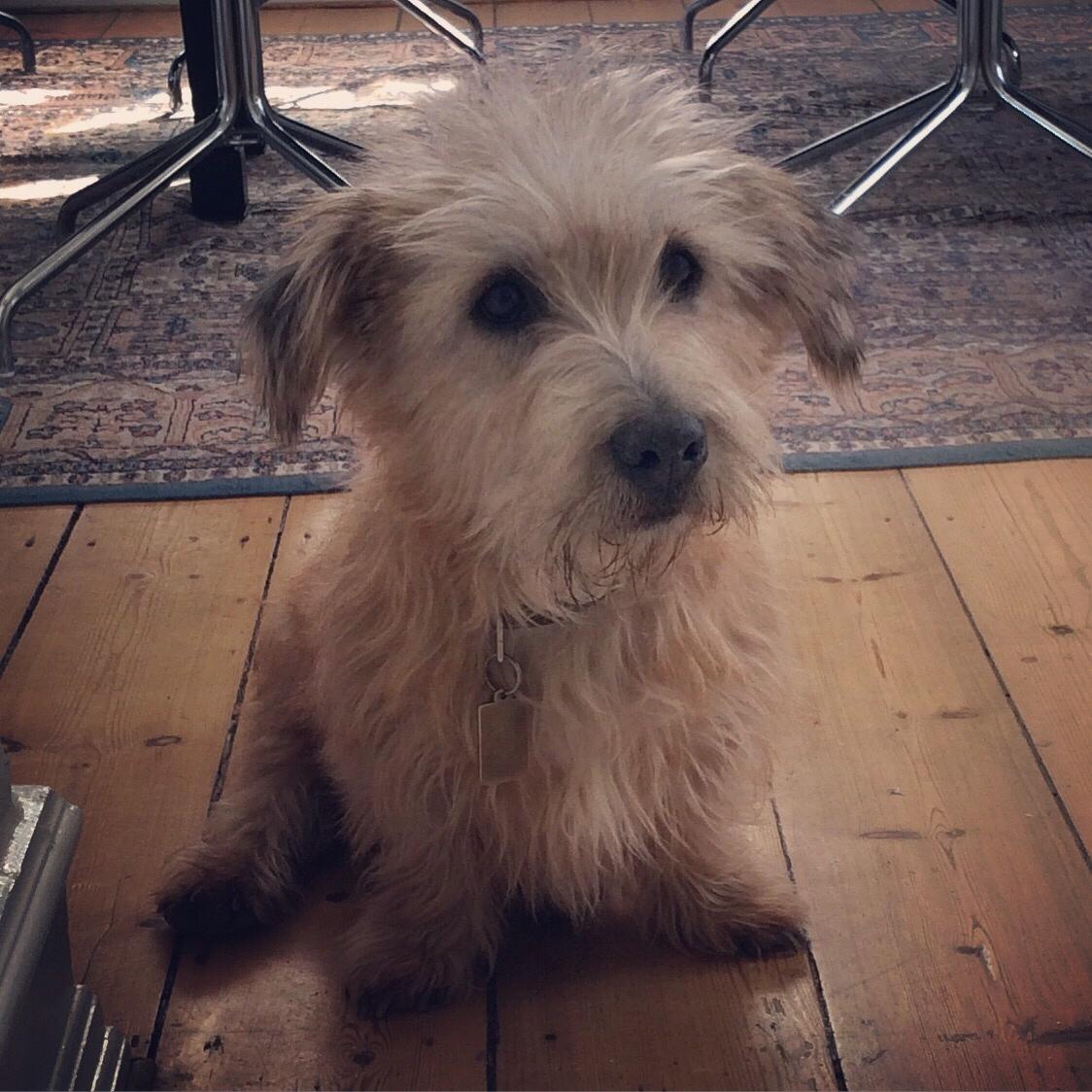 Irish Glen of Imaal Terrier Aiofe (Aifi) billede 25