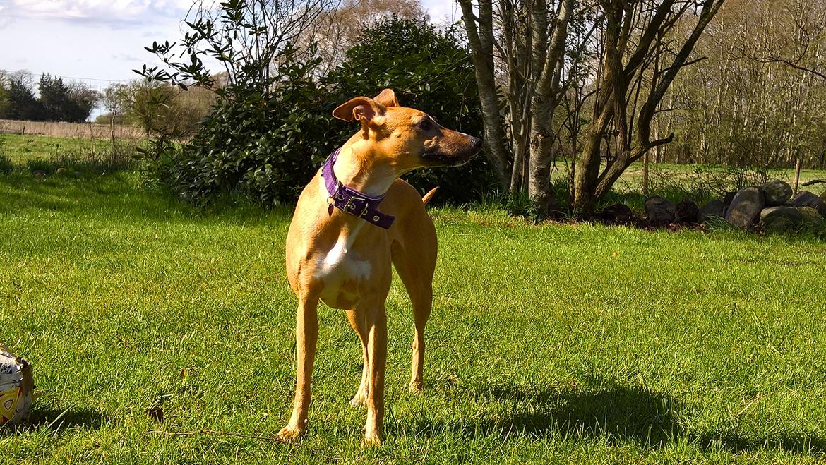 Whippet Abby billede 2