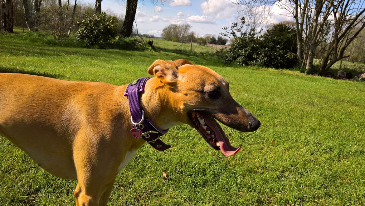 Whippet Abby billede 4