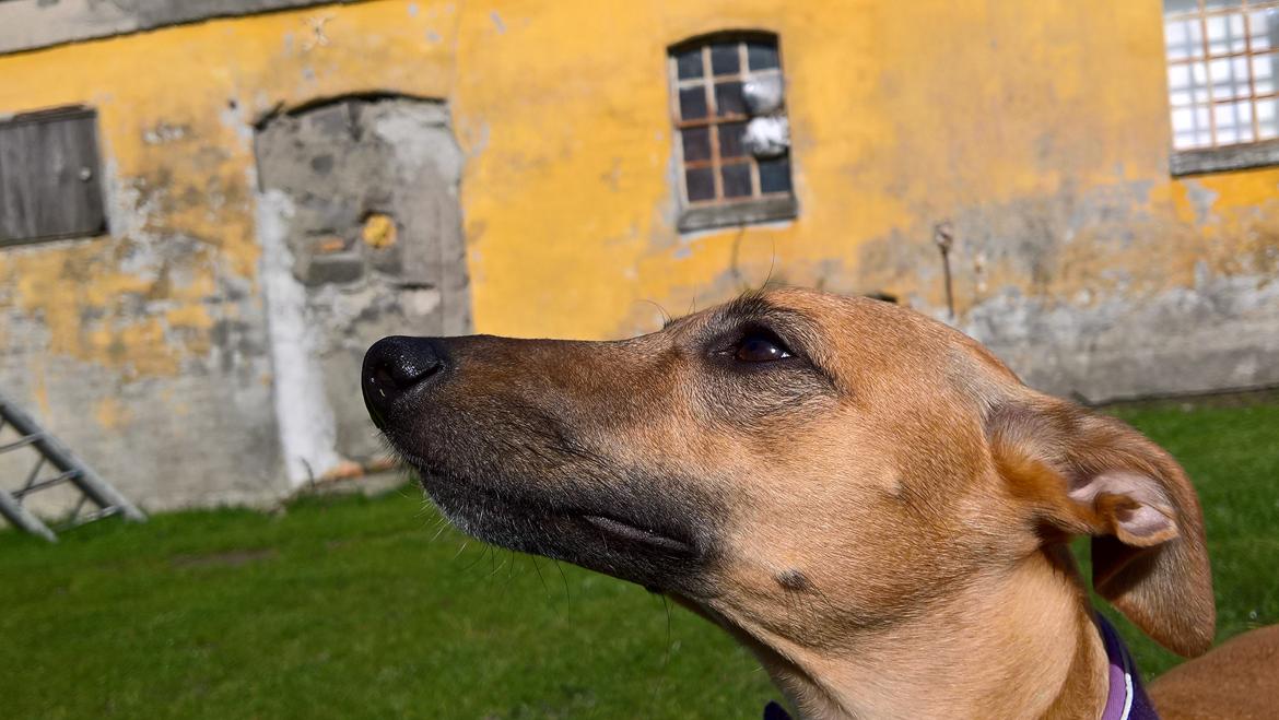 Whippet Abby billede 5