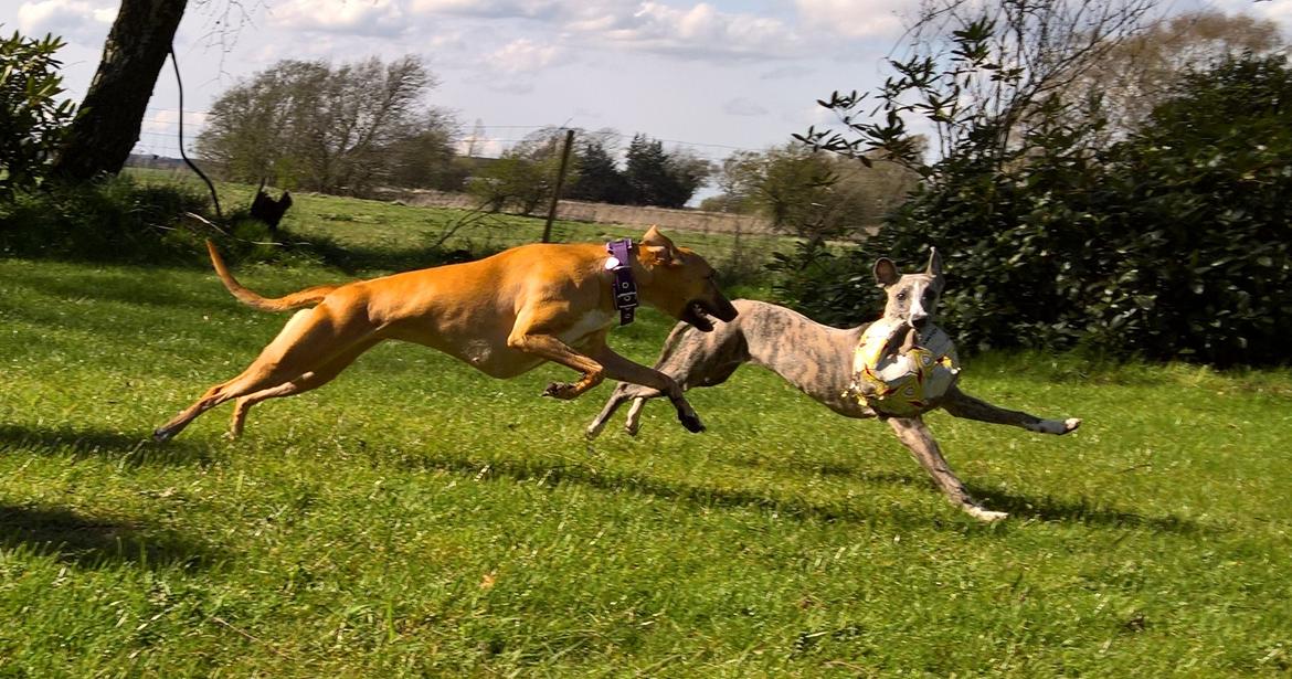 Whippet Abby billede 3