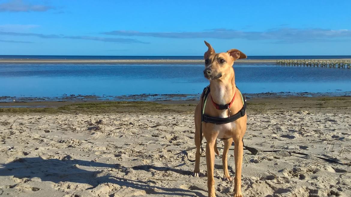 Whippet Abby billede 6