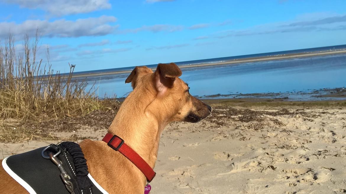 Whippet Abby billede 8