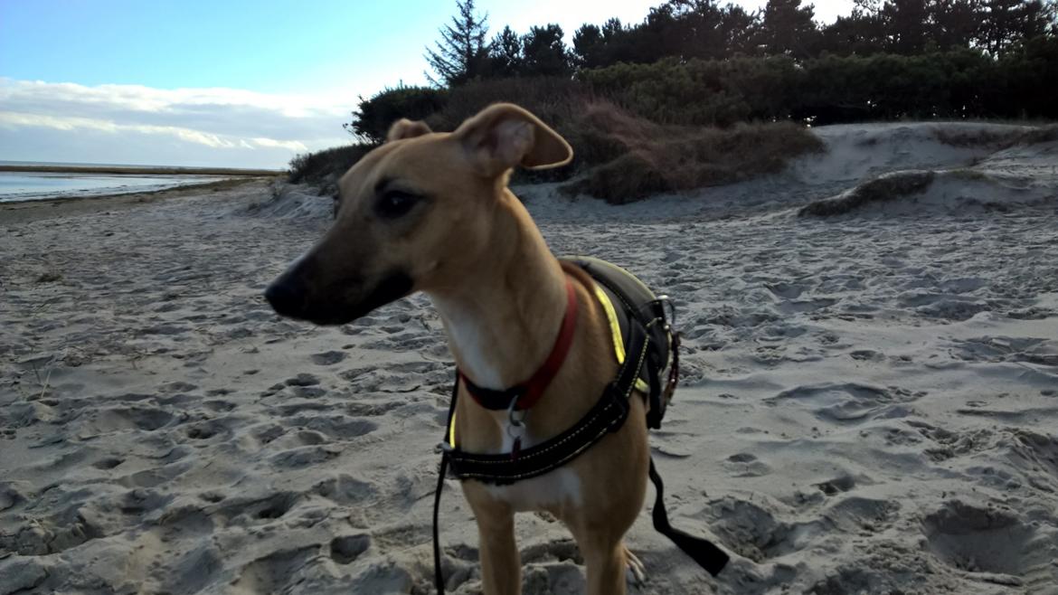 Whippet Abby billede 9