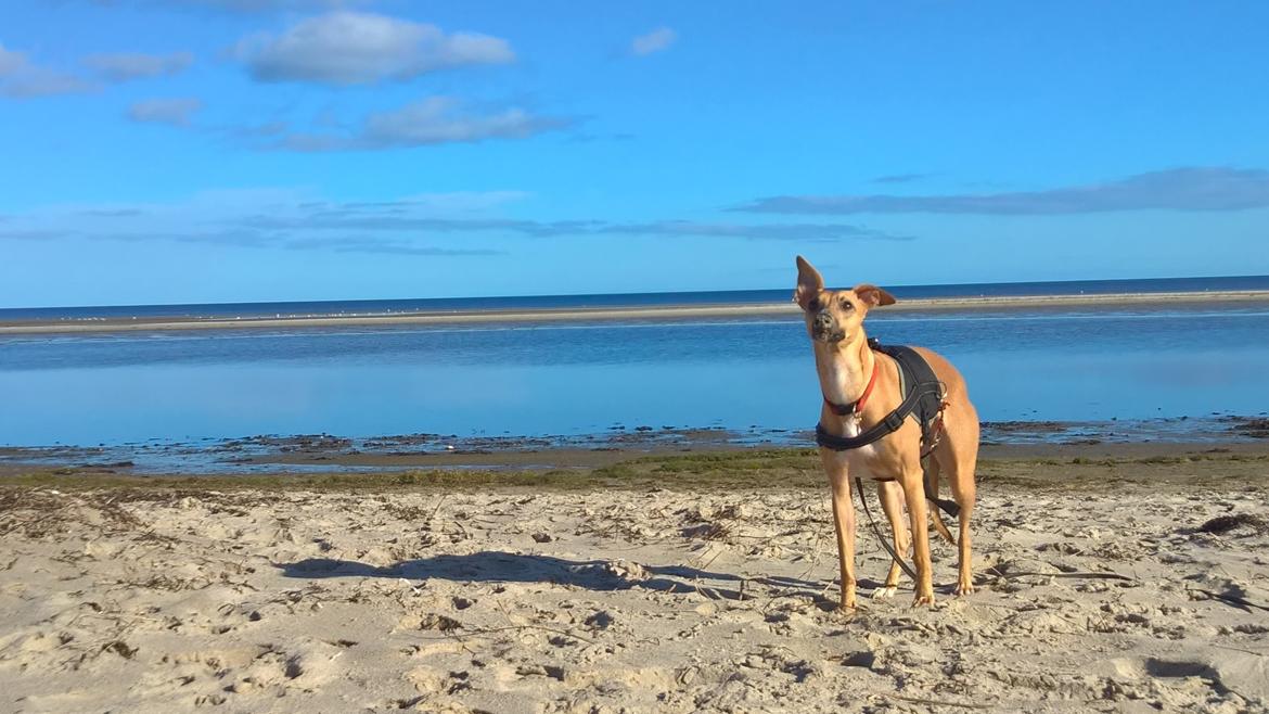 Whippet Abby billede 7