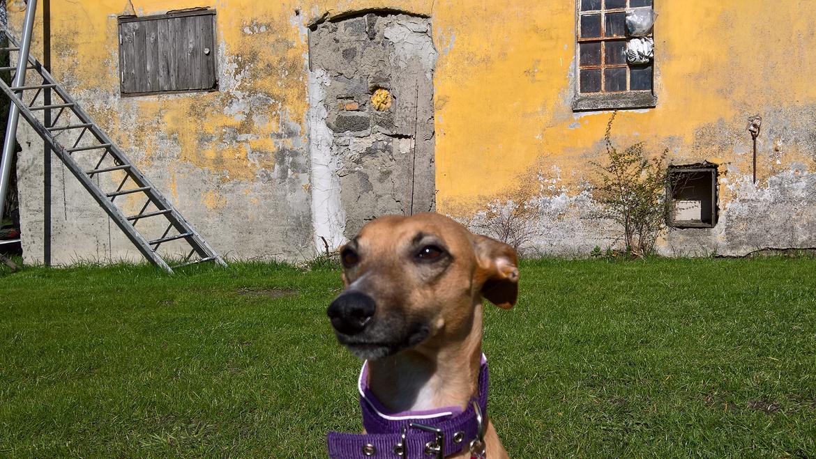 Whippet Abby billede 10