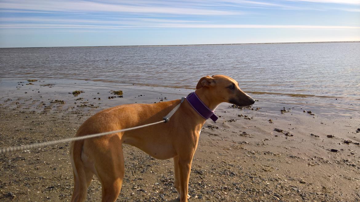 Whippet Abby billede 11