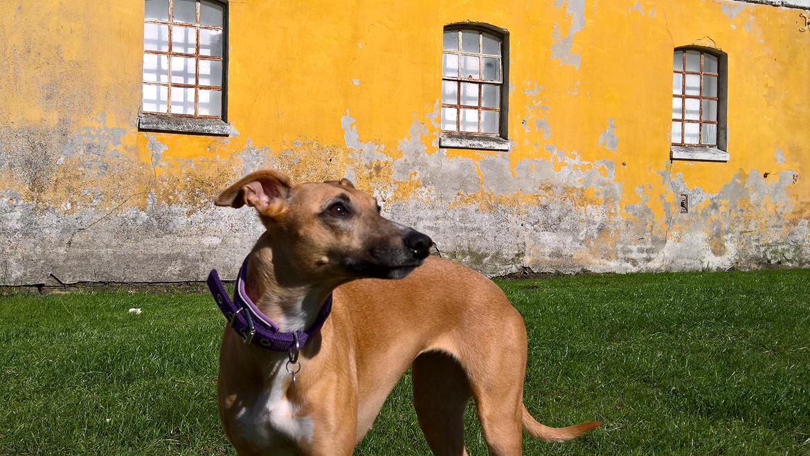 Whippet Abby billede 1