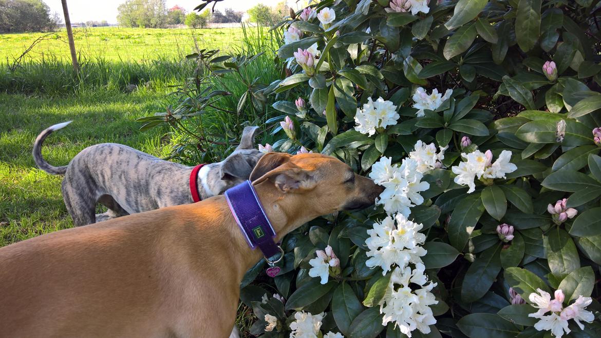 Whippet Abby billede 12