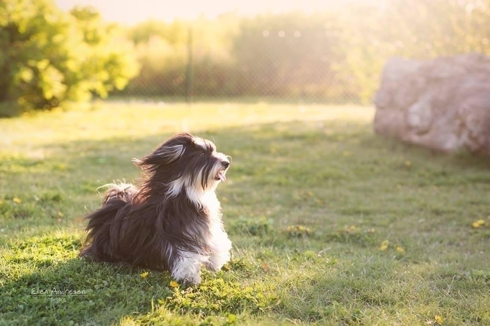 Bichon havanais Meggie billede 4