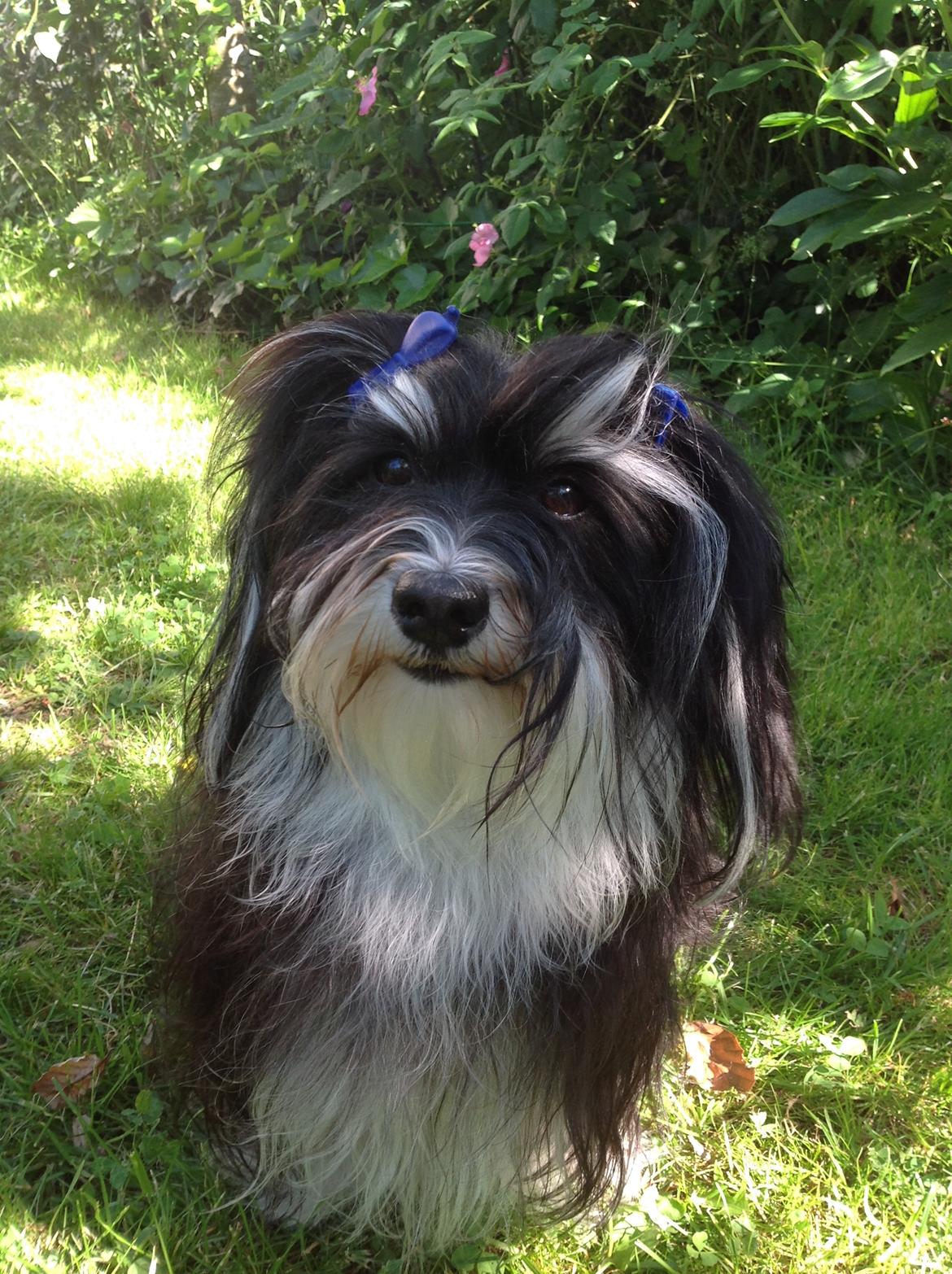 Bichon havanais Meggie billede 3