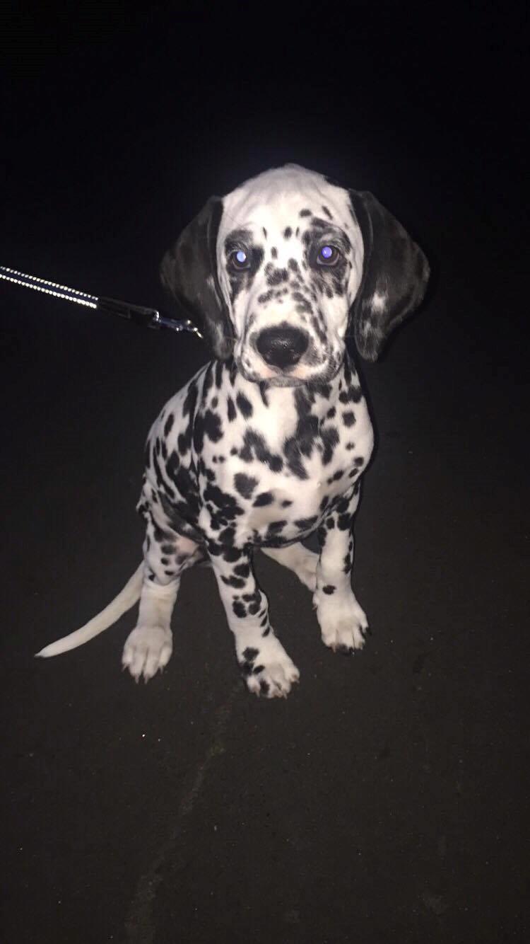 Dalmatiner Frihedens Tiara (Lucca) billede 15