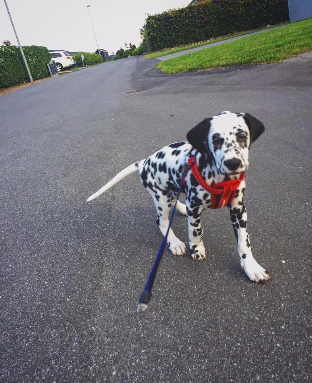 Dalmatiner Frihedens Tiara (Lucca) billede 5