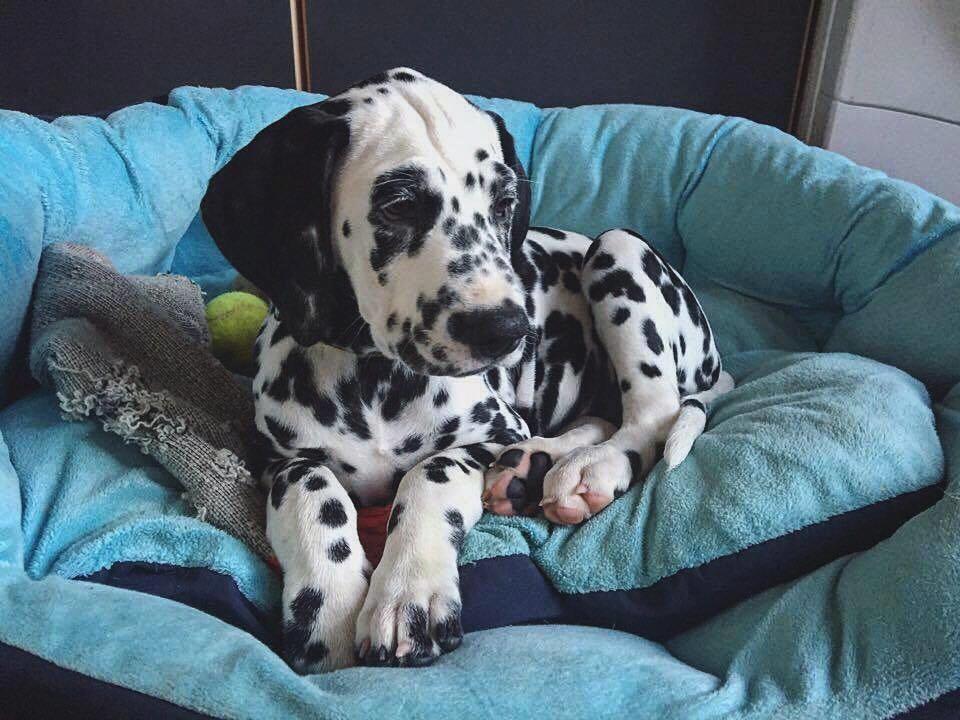 Dalmatiner Frihedens Tiara (Lucca) billede 14