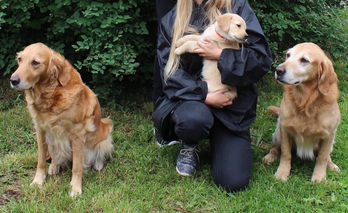 Golden retriever Atlas (Gia's Golden Atlas) - Atlas 6 1/2 uge gammel med mor på venstre side og far på højre. billede 5