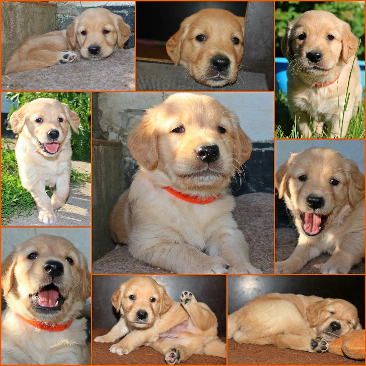 Golden retriever Atlas (Gia's Golden Atlas) - Det billede vi fik tilsendt, da vi fik at vide, hvilken hvalp vi skulle have. billede 2