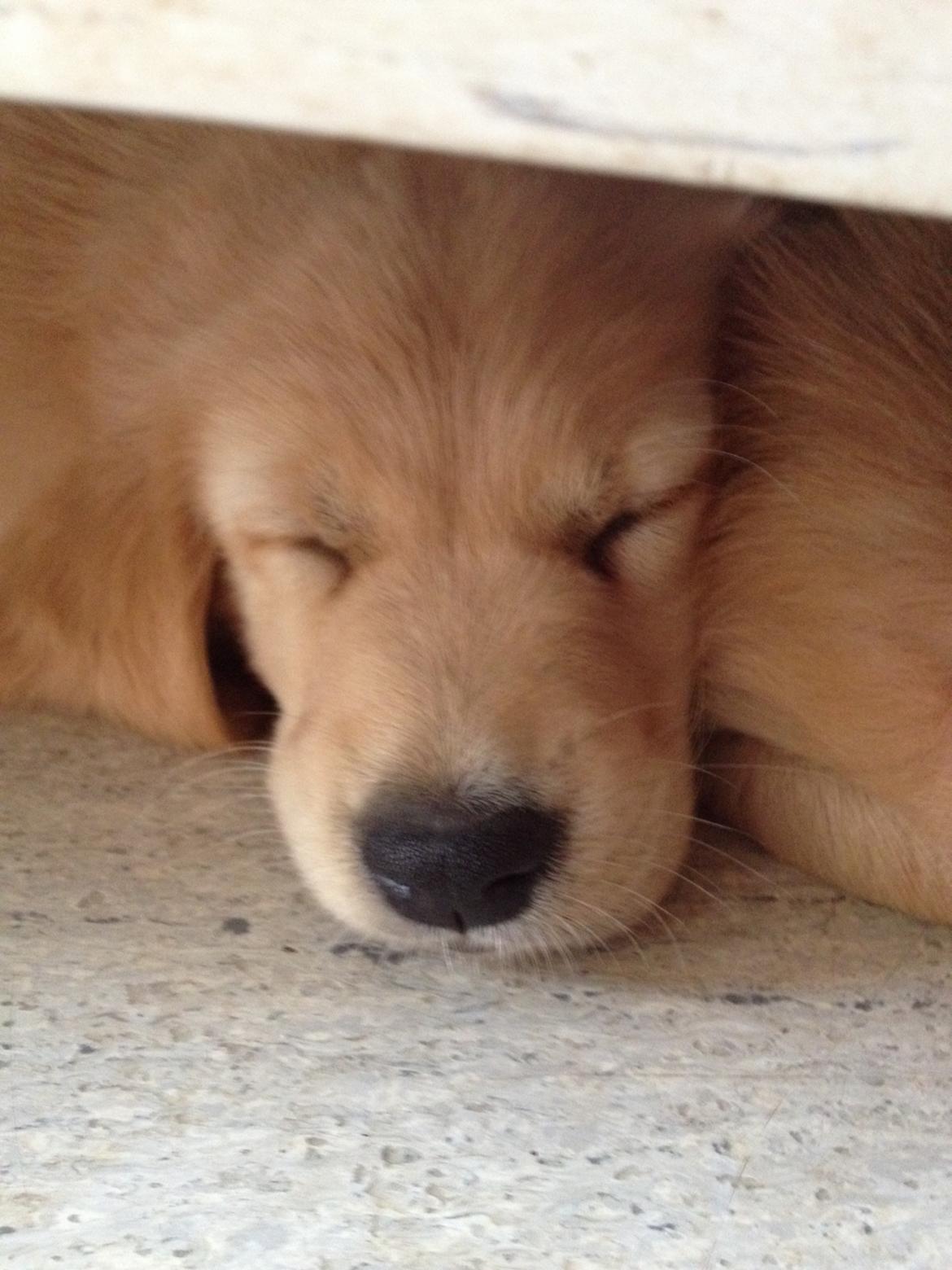 Golden retriever Atlas (Gia's Golden Atlas) - 6 uger. billede 8