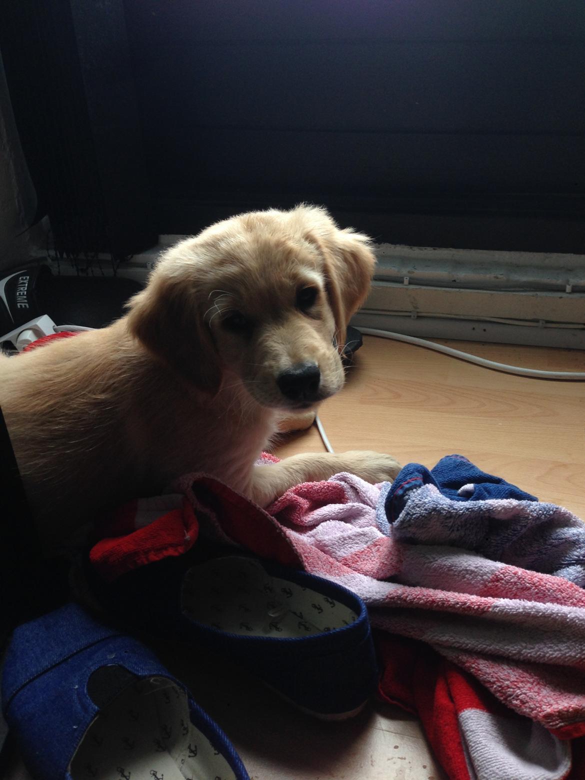 Golden retriever Atlas (Gia's Golden Atlas) - 9 uger. billede 7