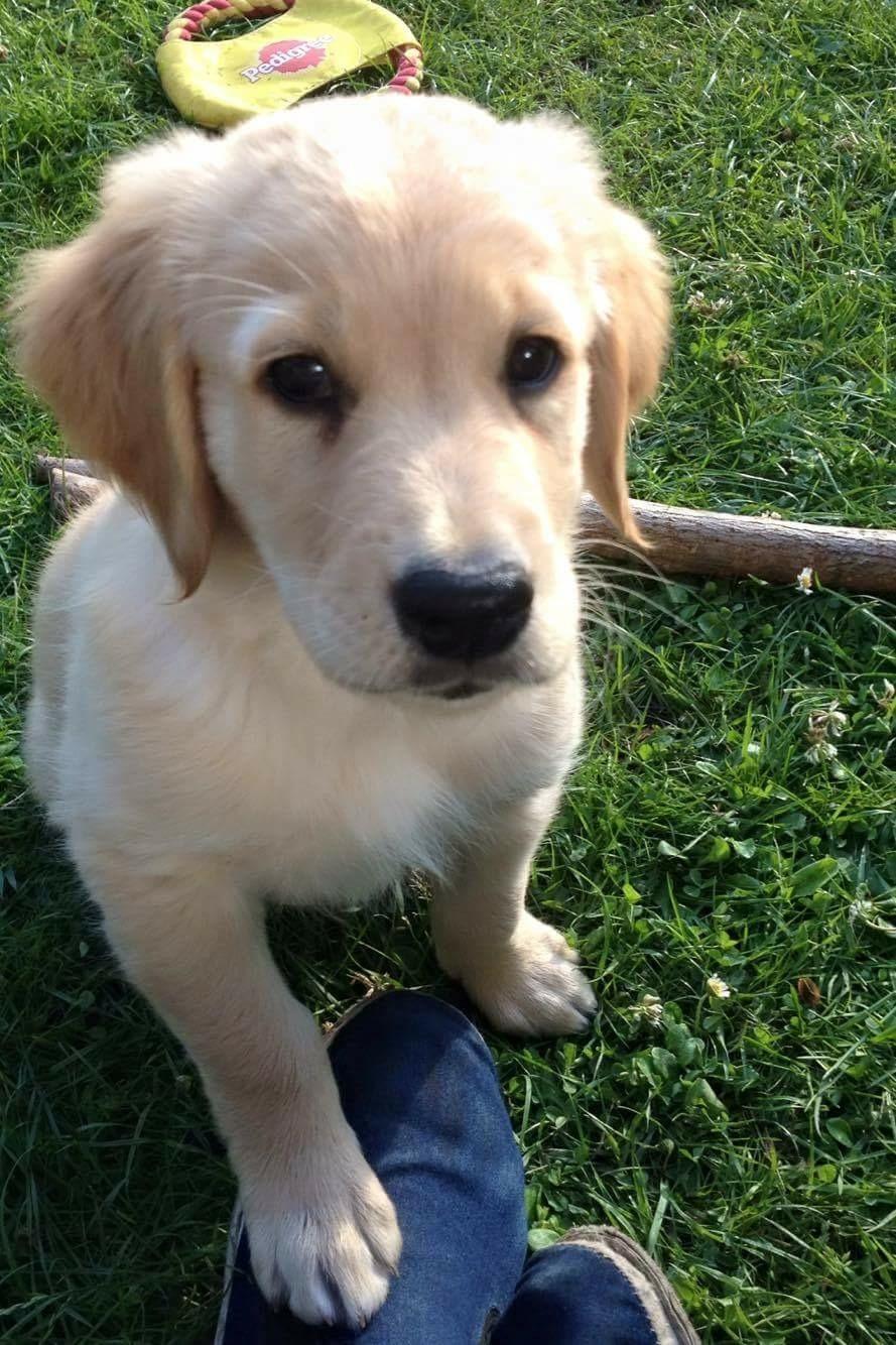 Golden retriever Atlas (Gia's Golden Atlas) billede 9