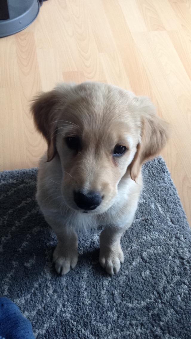 Golden retriever Atlas (Gia's Golden Atlas) - Atlas lige flyttet ind, 8 uger gammel. billede 1