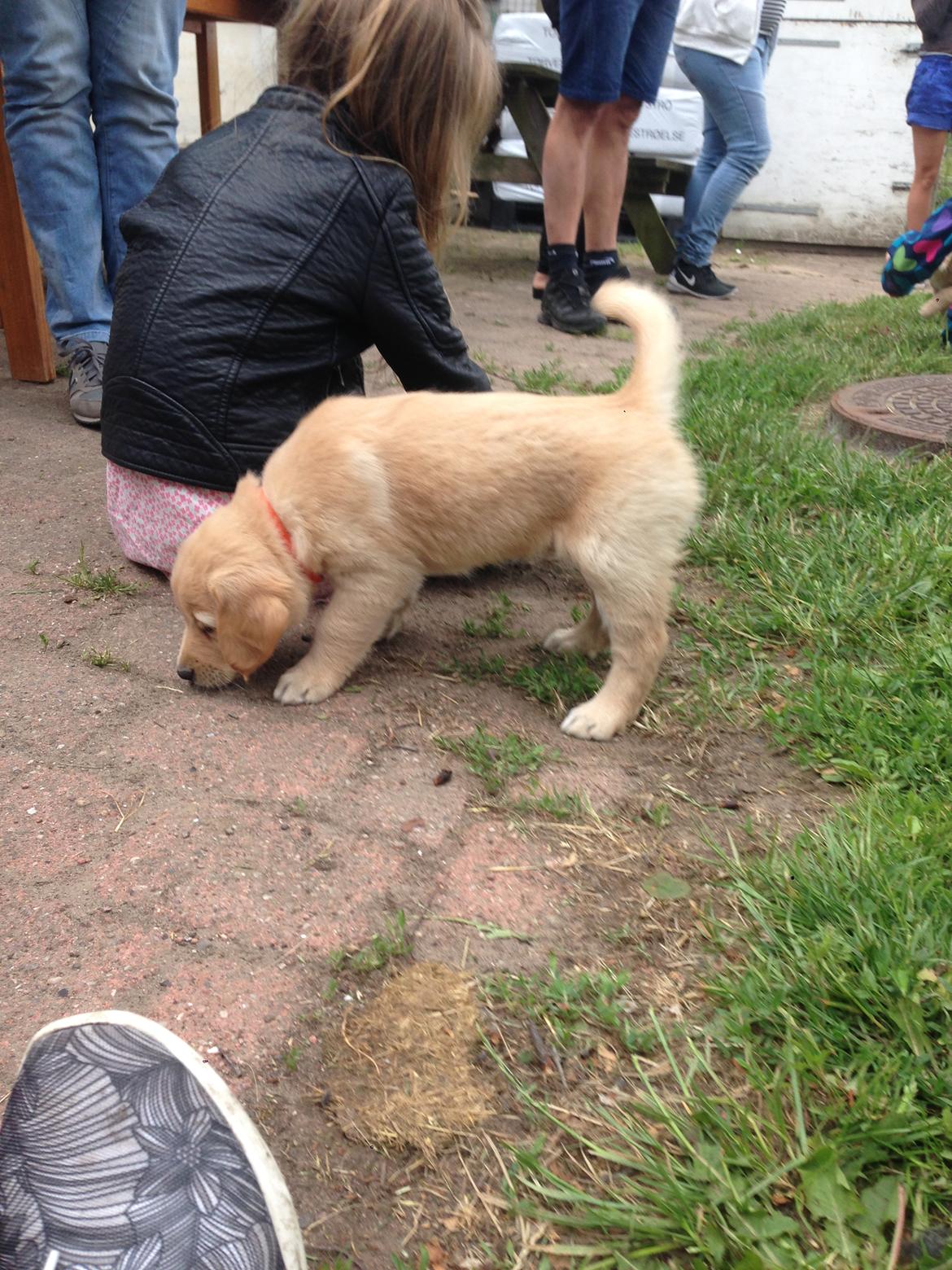 Golden retriever Atlas (Gia's Golden Atlas) - 6 uger gammel. billede 6