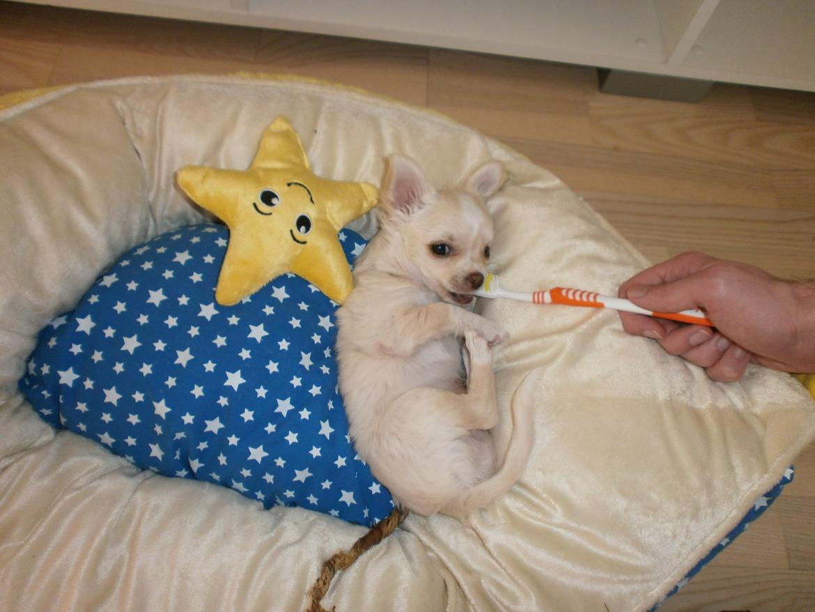 Chihuahua Lia billede 9